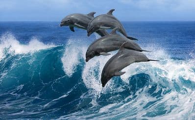 Cabo Dolphins