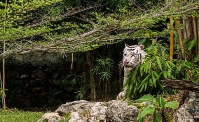 Cebu Safari & Adventure Park