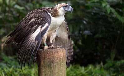 Philippine Eagle Conservation Centre