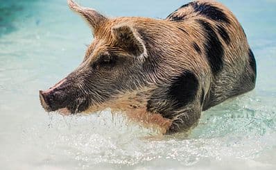 Pig’s Paradise