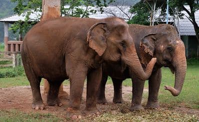 Elephant Nature Park