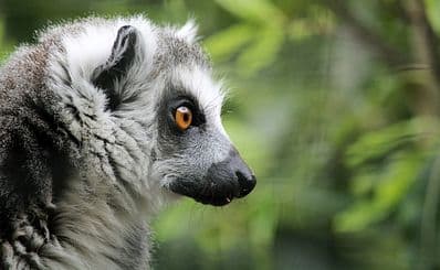 Charles Paddock Zoo