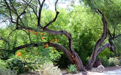 Garden of Gethsemane