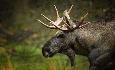 Elk House