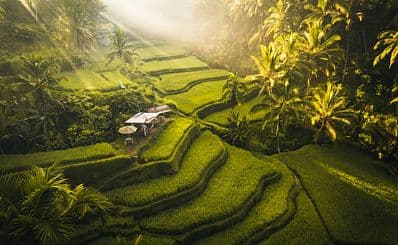 Ubud: Bali’s Spiritual Heart & Jungle Escape
