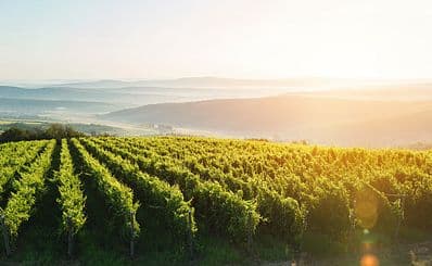 Apostelhoeve Vineyard