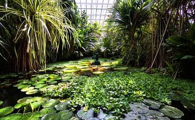 Palm House