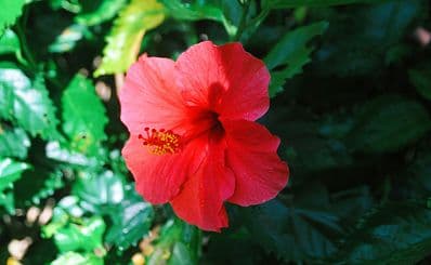 Xiamen Botanical Garden