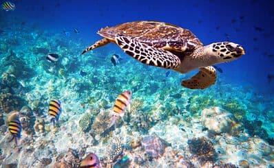 Mnarani Marine Turtle Conservation Pond