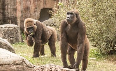 Audubon Zoo