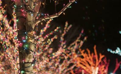 ZooLights at Lincoln Park Zoo (December)