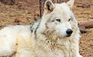 Bearizona Wildlife Park