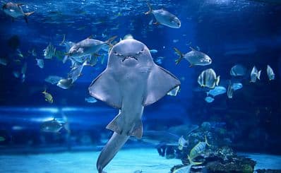 Coex Aquarium