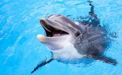 SeaWorld San Antonio
