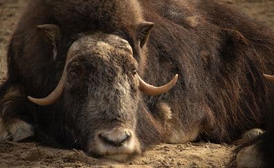 Alaska Zoo