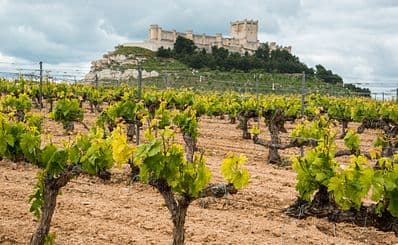 Museo Provincial del Vino, Peñafiel