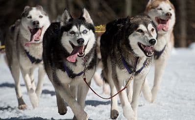 Sledge Dog Tours