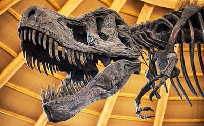 Stuttgart State Museum of Natural History