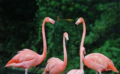Pekelmeer Flamingo Sanctuary