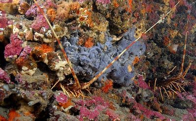 Natura 2000 marine site : "Posidonies du Cap d'Agde (Cap d'Agde Posidonia)"