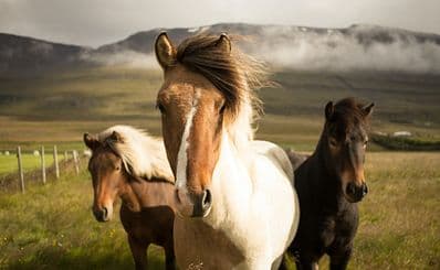 Horseback Riding
