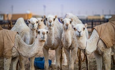 Old Camel Market