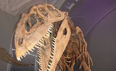 Natural History Museum
