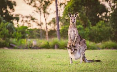 Cleland Wildlife Park