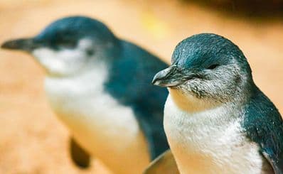 International Antarctic Centre