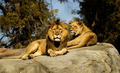 Higashiyama Zoo and Botanical Gardens