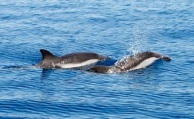 Captain Dave's Dolphin & Whale Watching Safari