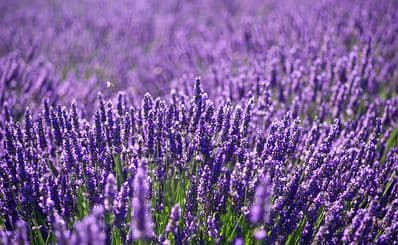 Jersey Lavender Farm