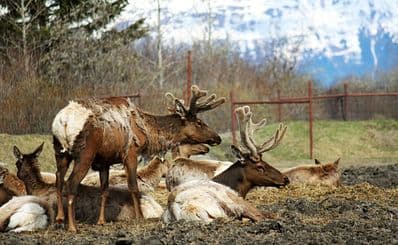 Alaska Wildlife Conservation Center