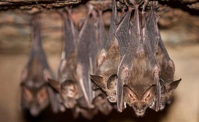 Visit Nivida Bat Cave