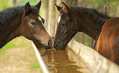 Centre "Rhythm with the horse"