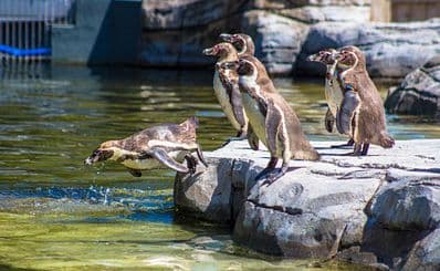 Chester Zoo