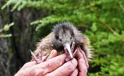 Kiwi Park