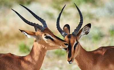 Daan Viljoen Game Reserve