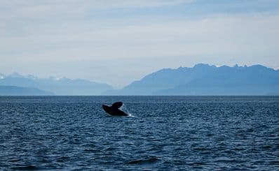 SLO Tours Boat Charters