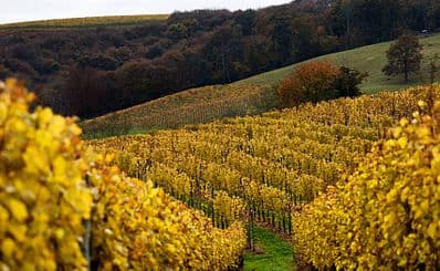 Wine Tasting in Jurançon