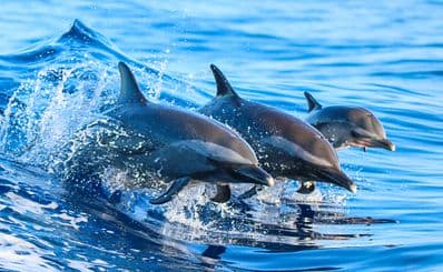 Dolphin Swim & Watch