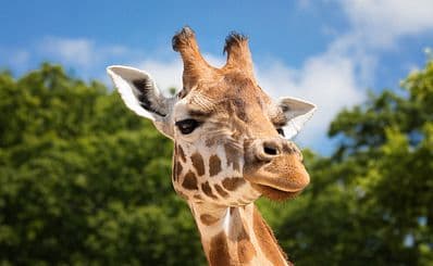 The Living Desert Zoo & Gardens
