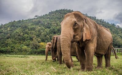 Patara Elephant Farm