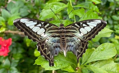 Butterfly Farm