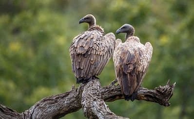 Vulture Feeding (Zimbabwe)