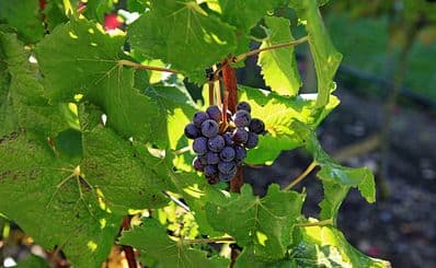 Casablanca Valley Wine Tasting