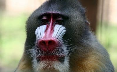 Oliwa Zoo