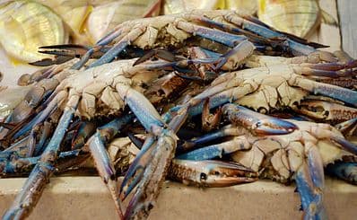 Fresh Fish Market