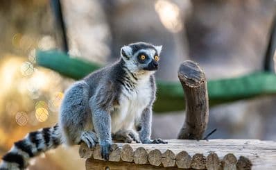 Reid Park Zoo