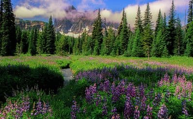 Canyon Creek Meadows